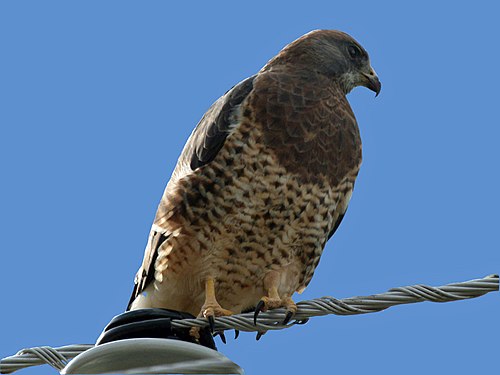 Buteo swainsoni
